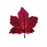 Plant patch Iron on clothes